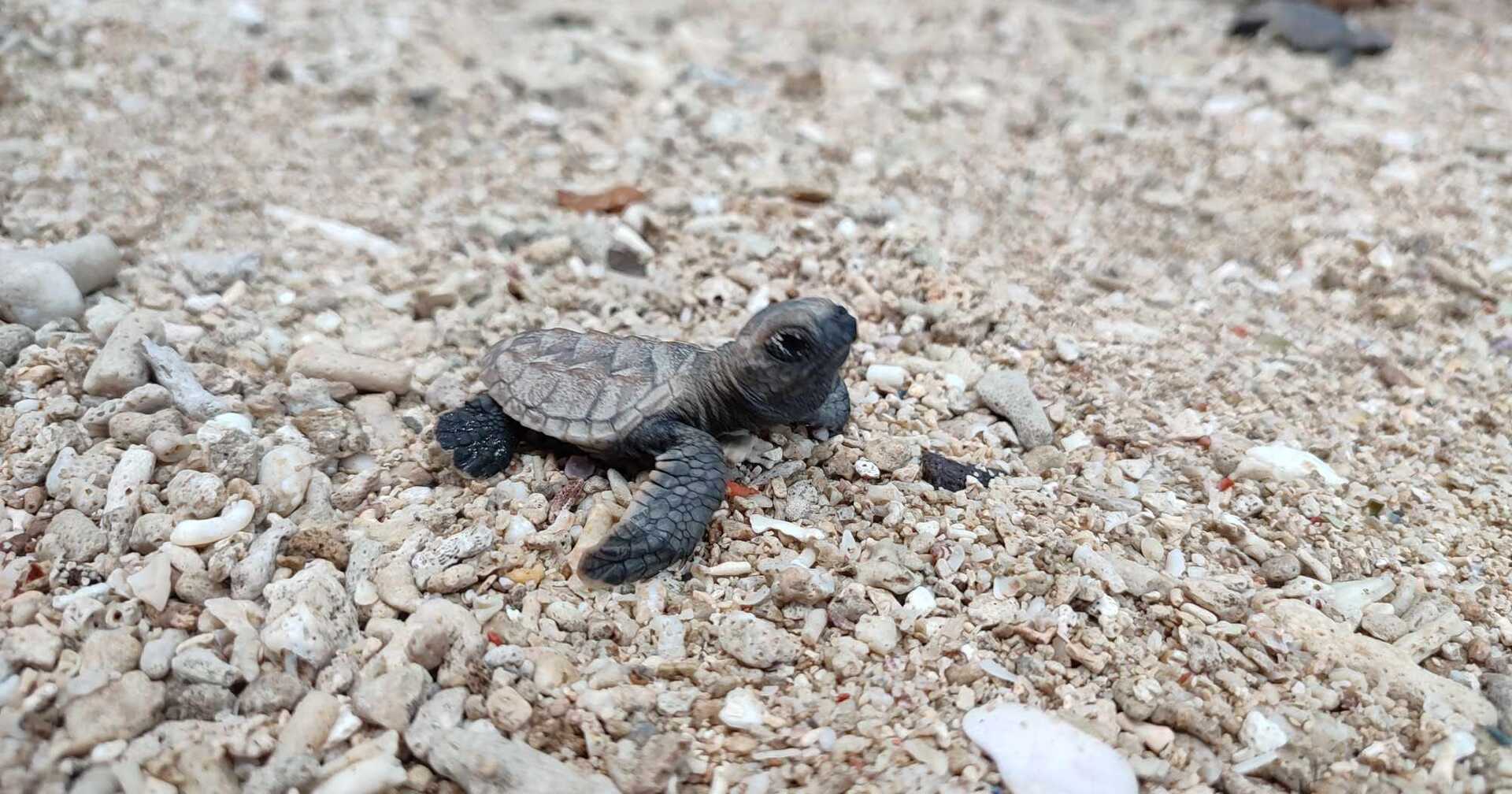 One Child, One Heart, One Sanctuary at a Time